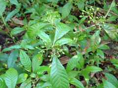 Psychotria nervosa