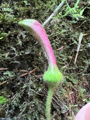 Campanulaceae