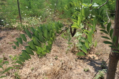 Robinia pseudoacacia