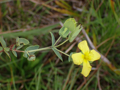 Hypericum tetrapetalum
