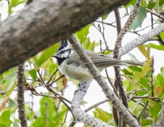 Baeolophus wollweberi