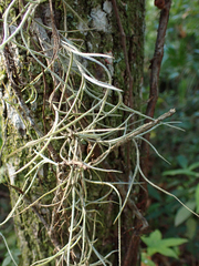 Tillandsia usneoides