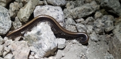 Californiulus yosemitensis