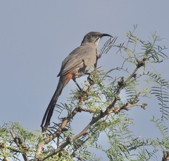 Toxostoma crissale