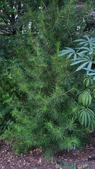Sciadopitys verticillata