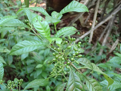 Psychotria nervosa
