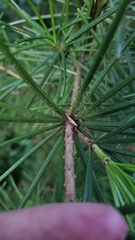 Sciadopitys verticillata