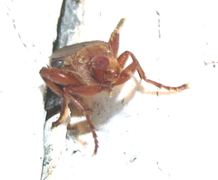 Lutomyia spurca
