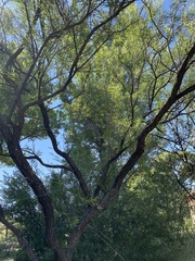 Chilopsis linearis arcuata