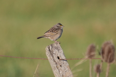 Ammodramus humeralis