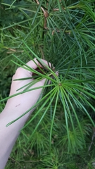 Sciadopitys verticillata