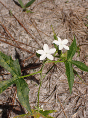 Cnidoscolus stimulosus