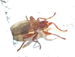 Lutomyia spurca