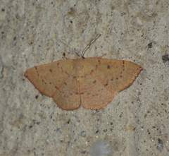 Cyclophora puppillaria