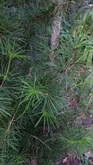 Sciadopitys verticillata
