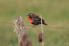 Leistes superciliaris