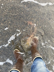 Chrysaora melanaster