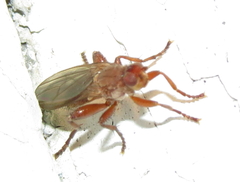 Lutomyia spurca