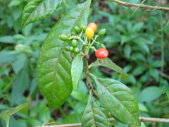 Psychotria nervosa