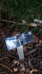 Sciadopitys verticillata