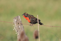 Leistes superciliaris