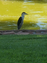Nycticorax nycticorax