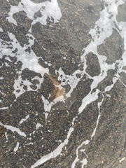 Chrysaora melanaster