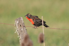 Leistes superciliaris