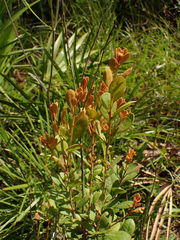 Lyonia fruticosa