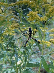 Argiope aurantia
