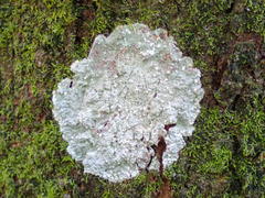 Cryptothecia striata