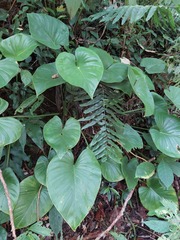 Homalomena philippinensis