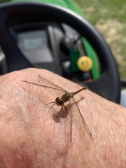 Sympetrum rubicundulum
