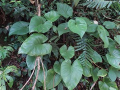 Homalomena philippinensis
