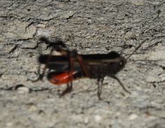 Omocestus rufipes