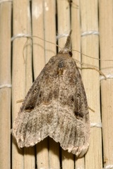 Hypena rostralis