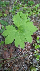 Petasites frigidus