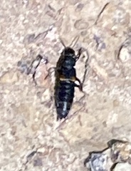 Platydracus fossator
