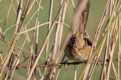 Synallaxis albescens