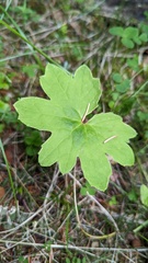 Petasites frigidus
