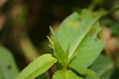 Persicaria robustior