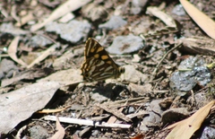 Oreixenica kershawi