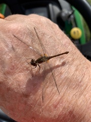 Sympetrum rubicundulum