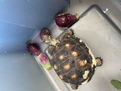 Gopherus berlandieri