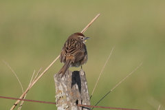Schoeniophylax phryganophilus