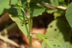Persicaria robustior