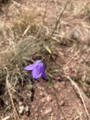 Campanula rotundifolia