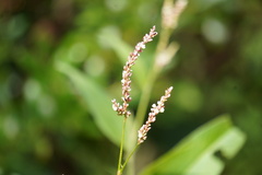 Persicaria robustior