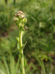 Carphephorus odoratissimus