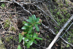 Chimaphila umbellata